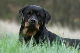 ROTTWEILER 395